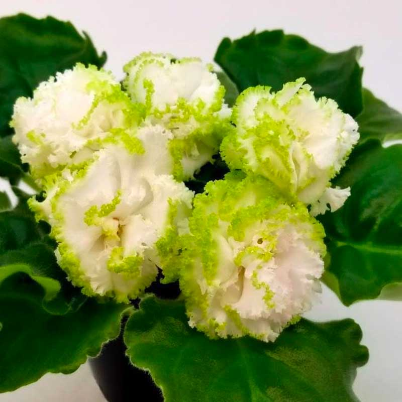 African Violet EK-Izumrudniye Rozi Leaf Cutting - Emerald Roses