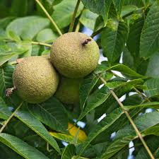 Black Walnut Seeds Juglans nigra – 20 Fresh Seeds for Nut Tree, Shade Tree, Full Sun