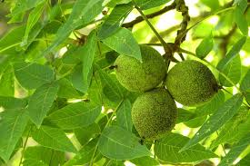16 Black Walnut Cuttings (Juglans nigra) - Unrooted Propagation Cuttings for Grafting