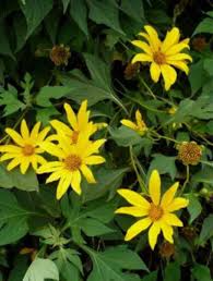 Tithonia Diversifolia Live Rooted Cuttings (4+) – Mexican Sunflower for Pollinators & Mulch