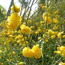 Kerria Japonica Cuttings - 10 Unrooted 7" Kerria japonica Cuttings, Japanese Rose (Yellow Flowers)