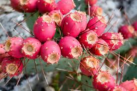 Opuntia ficus-indica Cuttings - 1 Rooted Pad, Texas Prickly Pear Cactus, Red Fruit, Zones 8-11