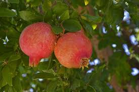 Pomegranate Cuttings - 8 Count (Punica granatum) 9" Mature Cuttings