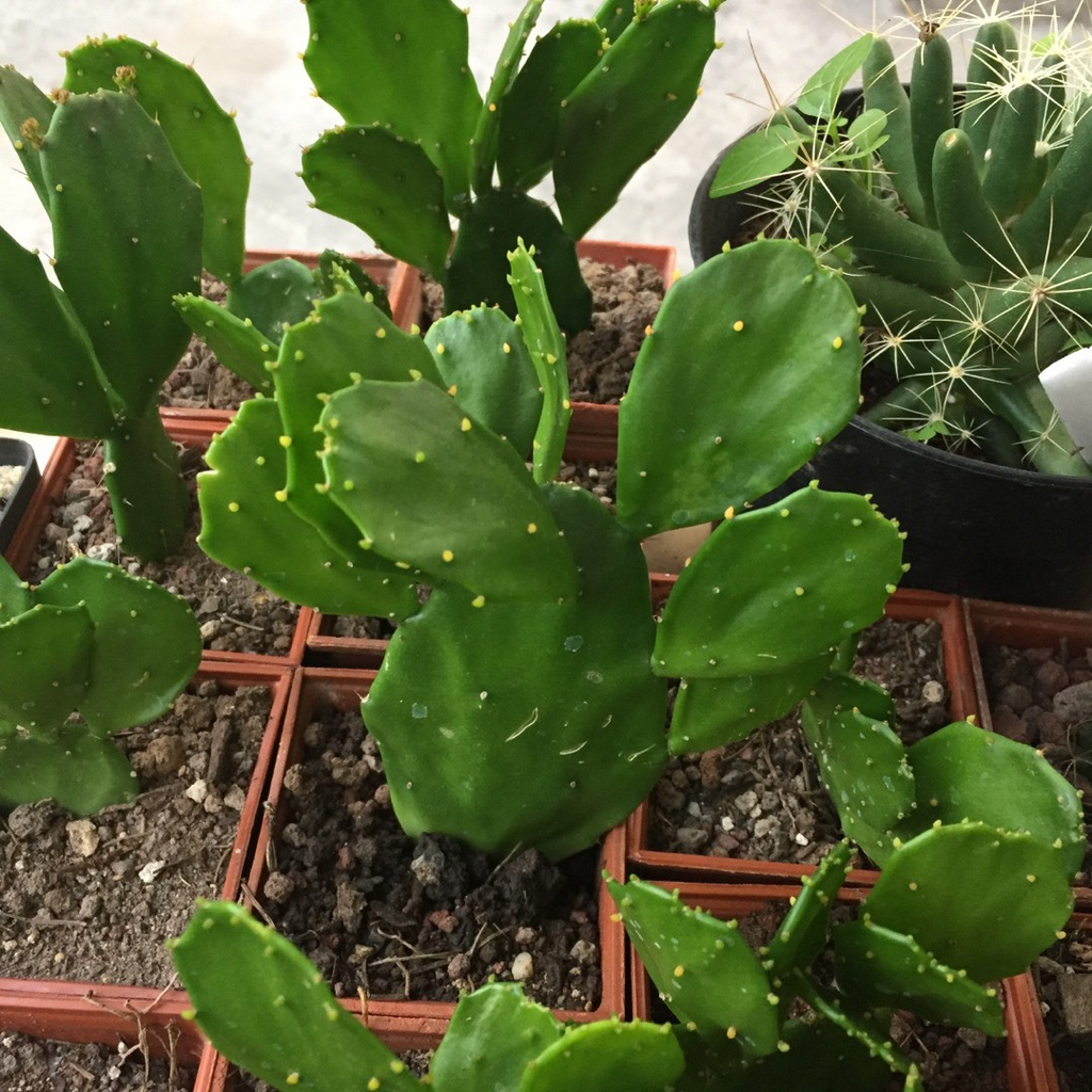 Brasiliopuntia brasiliensis (Brazilian Prickly Pear) Unrooted Cutting 1-2"