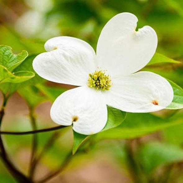 White Dogwood Tree - Cornus florida Bare Root 12–24" | Native Flowering Tree