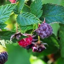Glencoe Raspberry Plants (5-Pack) - Thornless Purple Raspberry Starter Plants