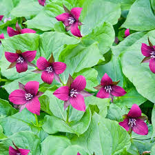 Purple Trillium (Trillium erectum) Bare Root Plants — 5 Native Woodland Perennial