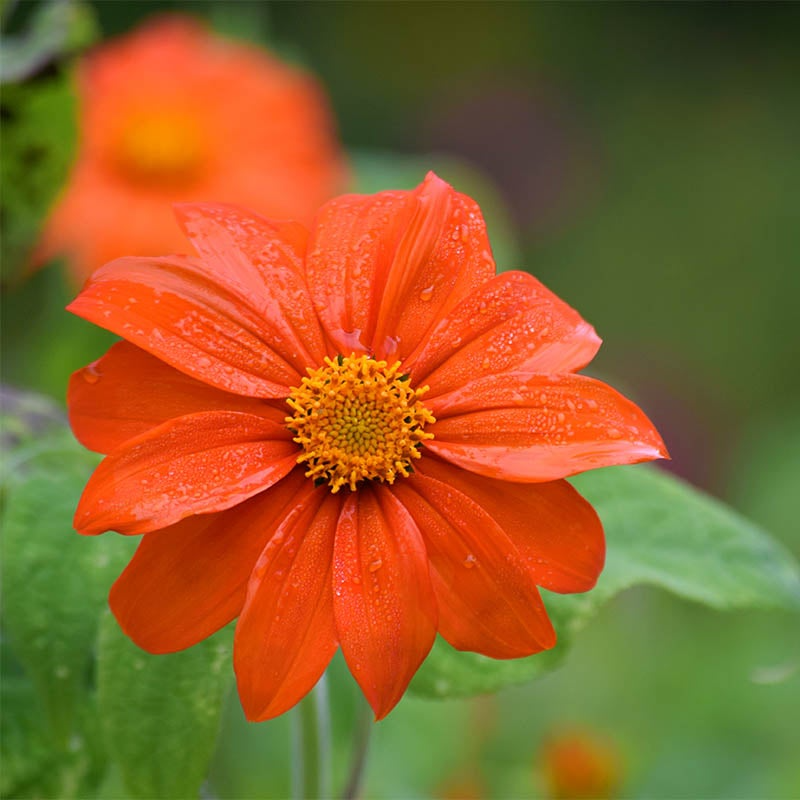 Mexican Sunflower Seeds (Tithonia rotundifolia) - 75 Seeds, Non-GMO, Orange Blooms, Annual
