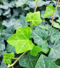 English Ivy Cuttings - 12 Rooted Cuttings, Hedera helix - Indoor/Outdoor, Fast-Growing
