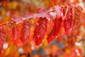 Amur Maple Acer ginnala Seeds - 20 Alaskan-Grown Seeds, Moose-Resistant, Red Fall Foliage