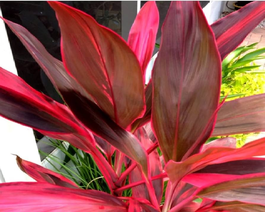 Hawaiian Dark Red/Green Hybrid Ti Leaf Cuttings (3) - 6" Starter Logs, Cordyline fruticosa