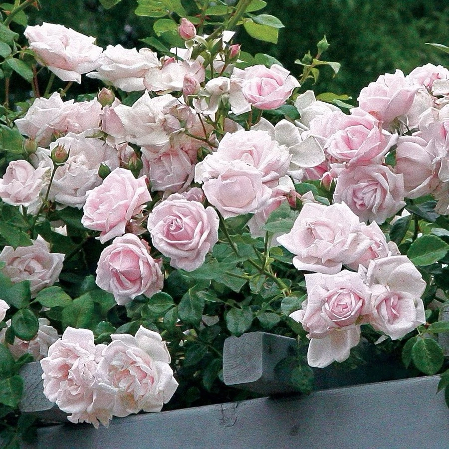 New Dawn Climbing Rose - 6 Unrooted Cuttings, 6" Each, Pale Pink Blooms, Zones 5-9