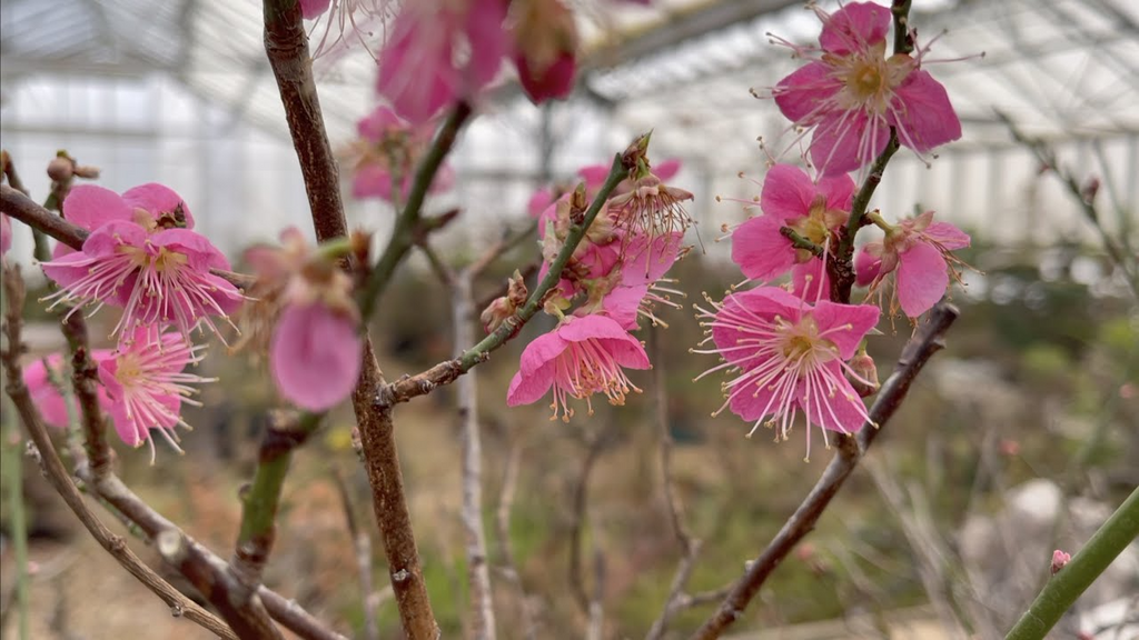 Prunus mume 'Rosebud' Pink Japanese Flowering Apricot Bonsai Starter Plant in 2.2" Pot