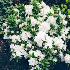 Hardy Gardenia Azalea Rhododendron Deciduous Starter Plant with Double White Blooms