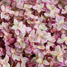 15 Tiny Pink Tradescantia Pallida Unrooted Cuttings | Easy to Root Spiderwort