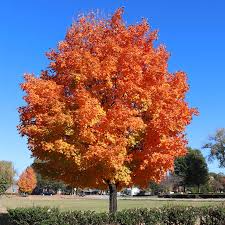 Sugar Maple Tree - Acer saccharum | 12–18" Bare Root Starter Tree
