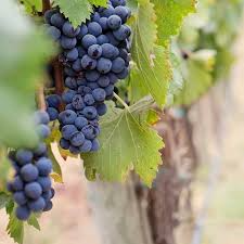 Concord Grape Thin Cuttings (12) Unrooted 6+" Vitis labrusca ‘Concord’ | Hardy Zone 4-8