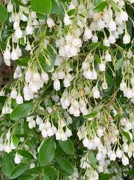 Farkleberry Cuttings (Vaccinium arboreum) - 10+ Unrooted Cuttings, White Flowers, Edible Berries