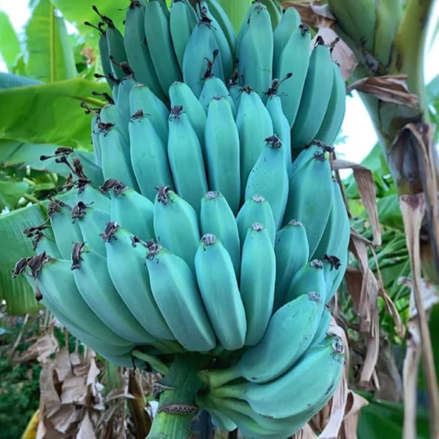Musa Ice Cream (Blue Java) Banana Tree - Small Rooted Starter Plant