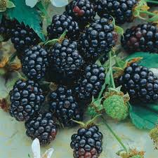 Triple Crown Blackberry Cuttings (5 unrooted) 8-10" for Grafting or Rooting