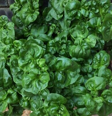 Brazilian Spinach (Alternanthera sissoo) 4 Organic Cuttings - 4-5" Edible Perennial