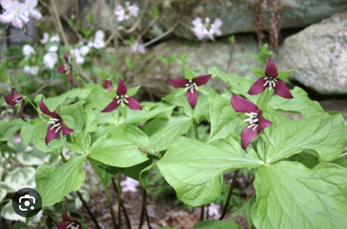 Purple Trillium (Trillium erectum) Bare Root - 3 Plants for Shade Gardens