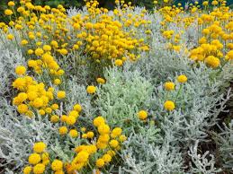 White Santolina Cuttings (Santolina chamaecyparissus) - Fragrant Silver Foliage - Drought-Tolerant Hedge Plant