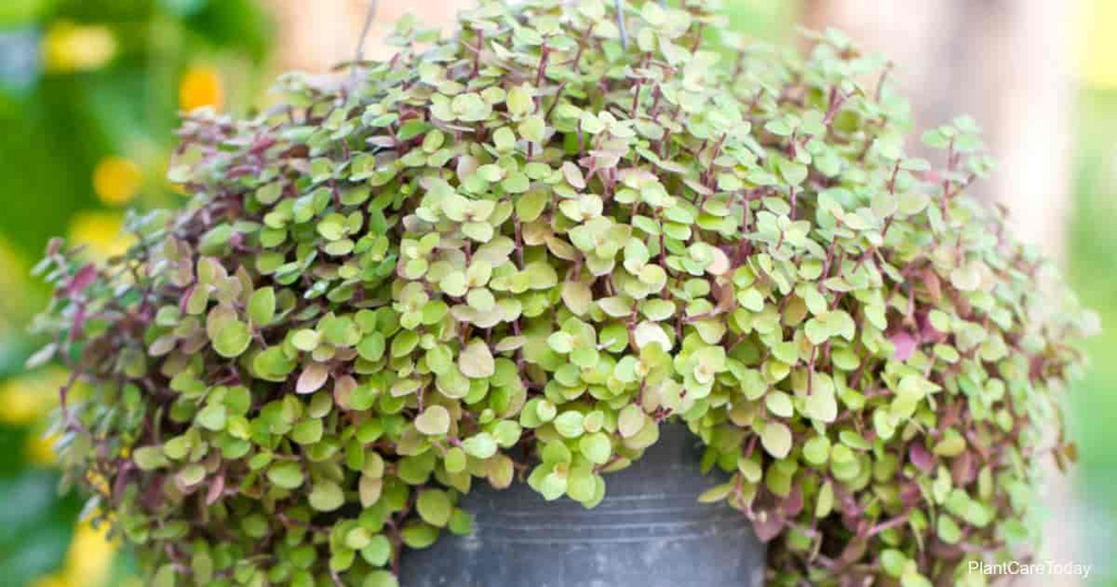 20 Unrooted Cuttings: Dwarf Bolivian Wandering Jew (Tradescantia minima / Callisia repens) - Easy Grow