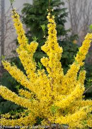 Forsythia Unrooted Cuttings (10 x 6-8") - Forsythia x intermedia, Yellow Blooms