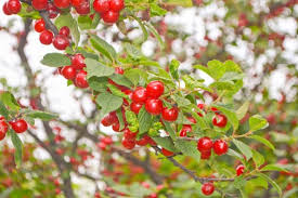 Nanking Cherry Cuttings (Prunus tomentosa) - 10 Unrooted, 6-8" Long