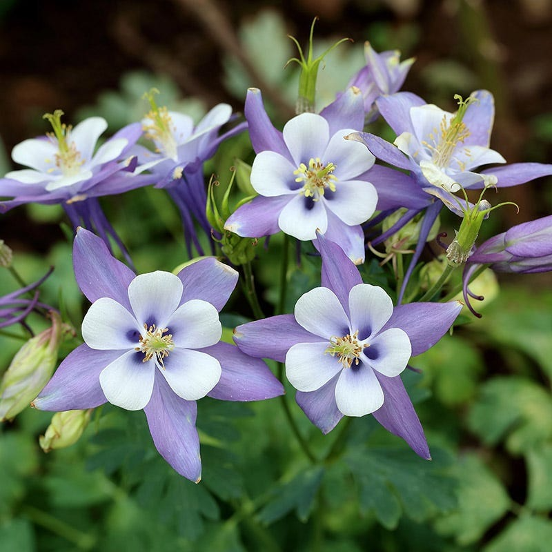 Colorado Blue Columbine Seeds (Aquilegia caerulea) - 500+ Non-GMO Perennial Wildflower Seeds