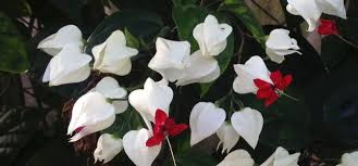 Bleeding Heart Clerodendrum thomsoniae Rooted Starter Plant – White & Red Blooms