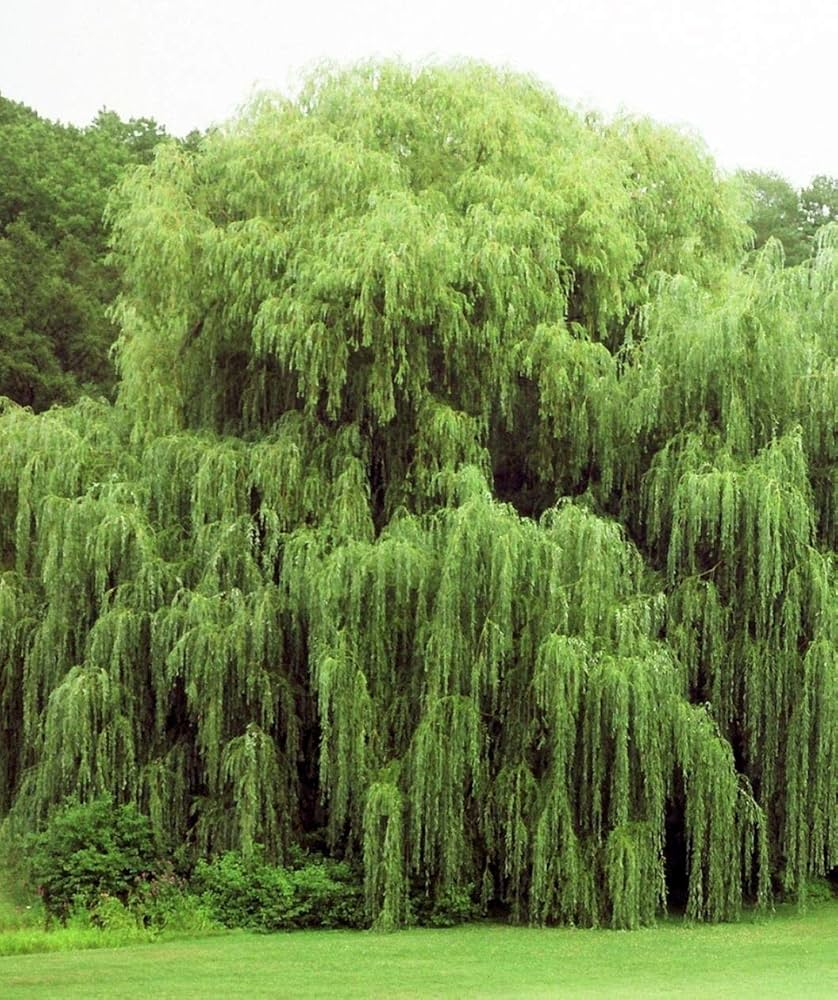 Gold Weeping Willow Cuttings - 5 Pack | Salix alba 'Tristis' | 10-12" Live Cuttings for Bonsai, Privacy, Erosion Control