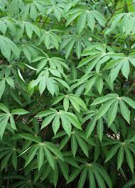 Manihot esculenta Cuttings - 5 Count | Sweet Cassava (Yuca) Plant