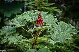 Devil's Club (Oplopanax horridus) Root Cutting - 6 inches, Alaska Wild Harvested