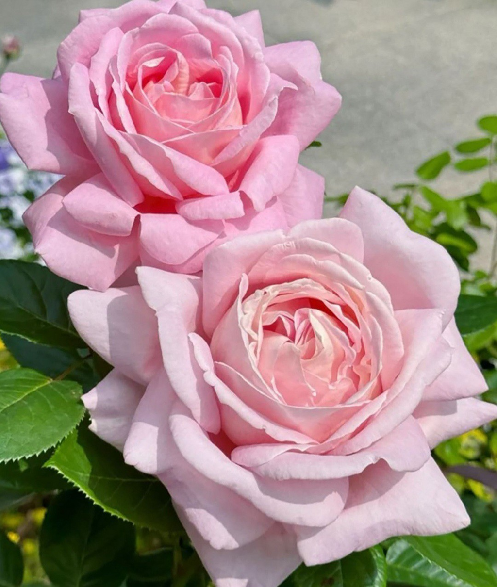 French Rose Unrooted Cuttings (Rosa) - 4 x 6-8" — Propagation for Rooting & Planting