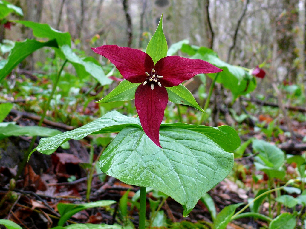 Red Trillium (Trillium erectum) Bare Root Plants – 3 Shade-Loving Perennial Wildflowers
