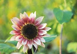 Strawberry Blonde Sunflower Seeds - 50 Hybrid Helianthus annuus | Pollinator-Friendly, Non-GMO