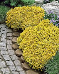 Golden Creeping Sedum (Sedum acre) - 5 Bare Root Ground Cover Cuttings