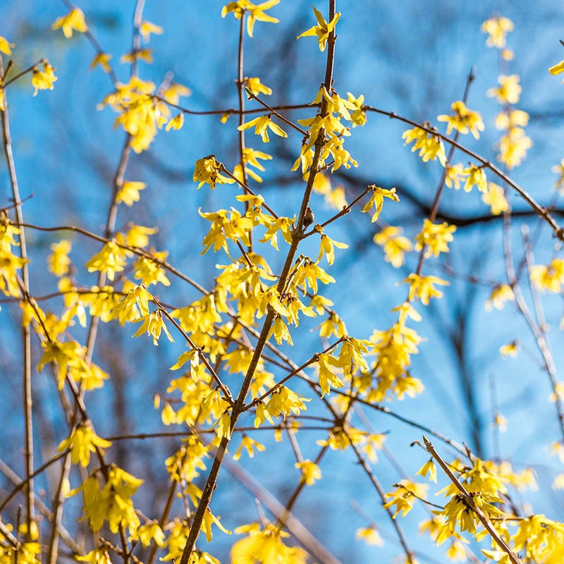 Golden Forsythia Cuttings - 8 Unrooted Stems - Early Spring Yellow Flowers - Hardy Zones 4-9