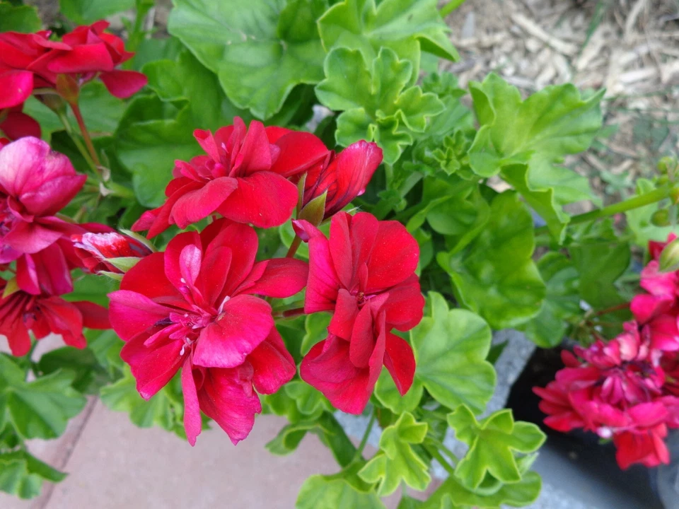 Rose Red Ivy Geranium Citronella Cuttings - 3 Fresh 6" Starter Cuttings