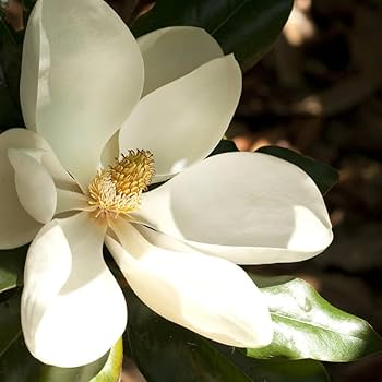 Southern Magnolia Cuttings - 8 Woody Cuttings for Rooting (Magnolia grandiflora) 6" Each