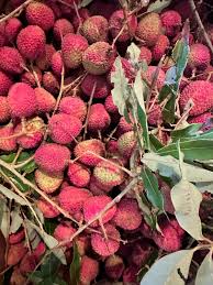 Lychee Seeds - 10 Fresh Litchi Chinensis Seeds, Heirloom, Non-GMO