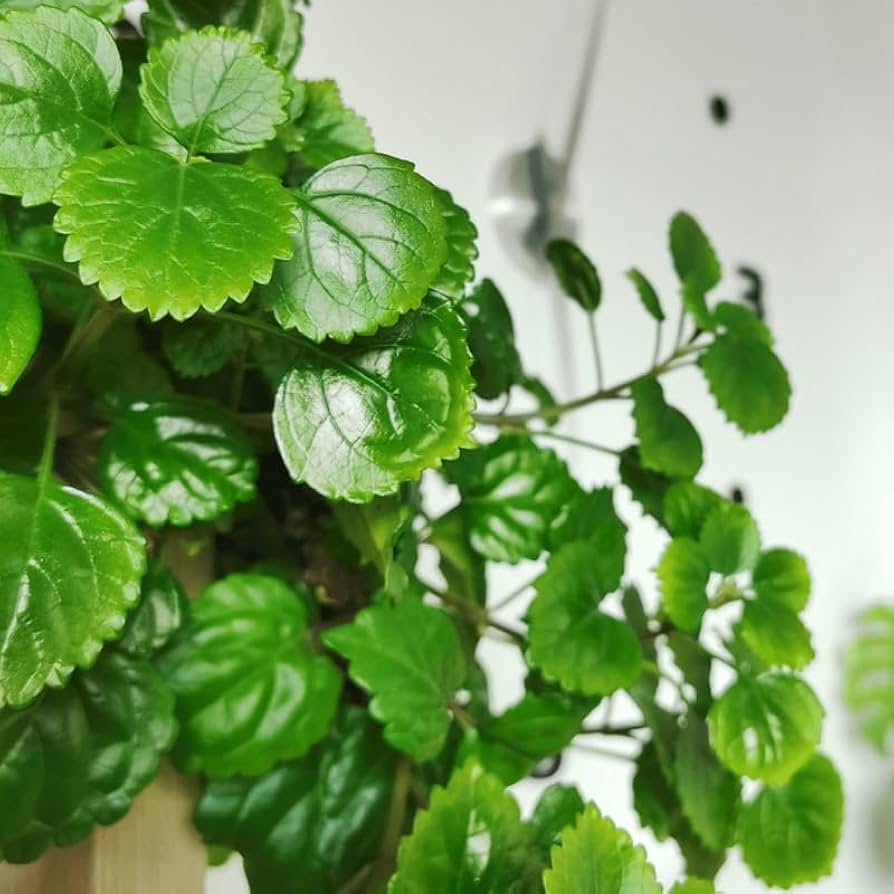 Plectranthus verticillatus Cuttings - Swedish Ivy, 5 Stem Pieces