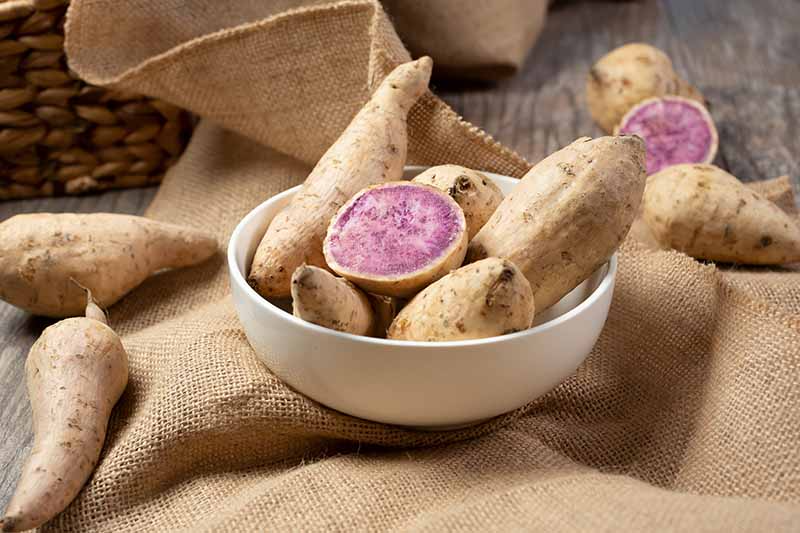 Okinawa Purple & Beauregard Sweet Potato Cuttings (5 Each) - Ipomoea batatas