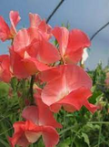 Rowallane Sweet Pea Seeds - Magenta-Violet Fragrant Climbers (50+ Seeds)