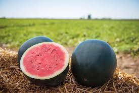 Black Diamond Watermelon Seeds - 50 Seeds | Heirloom Large Sweet Fruit