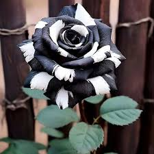 Black & White Rose Seeds - 20 Rare Striped Rosa spp. Heirloom Perennial