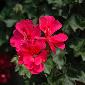 Hot Pink Ivy Geranium Pelargonium Peltatum Cuttings 6" - Unrooted (6) for Hanging Baskets