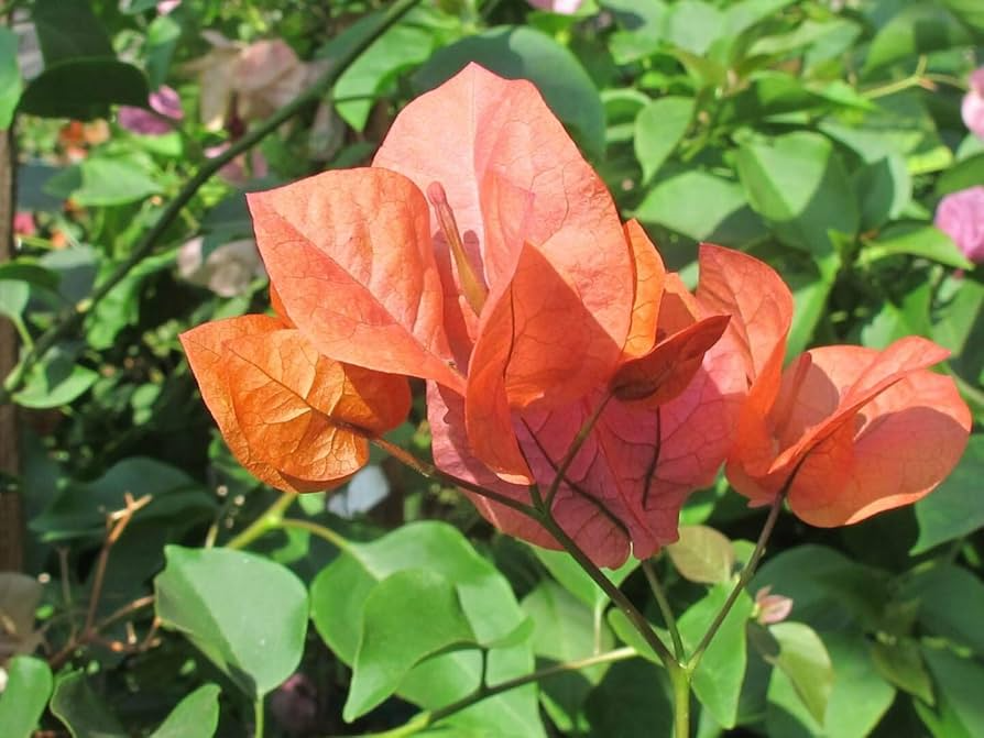 Bougainvillea Orange King Live Plant - 1-2 ft Tall, Orange Blooms, Zones 9-11